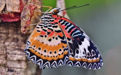 Schmetterling-Zählung Mecklenburgische Seenplatte