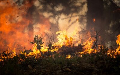Waldbrandwarnstufe Mecklenburgische Seenplatte