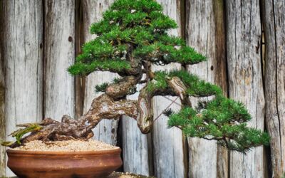 Ausstellung im Schaugarten am Tiefwarensee