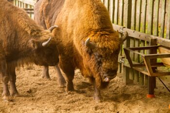 Öffnungszeiten Wisentreservat Damerow Jabel