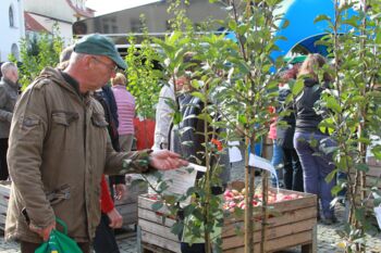 Apfelmarkt Waren Müritz Veranstaltung Waren (Müritz)