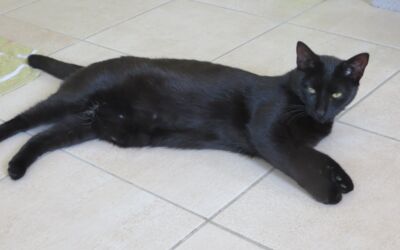 Katzen Tierheim Malchow