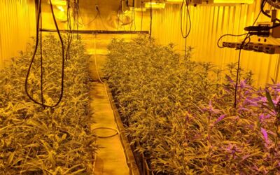 Drogenfund Mecklenburgische Seenplatte