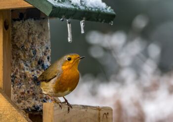 Rotkehlchen Vorgelhaus