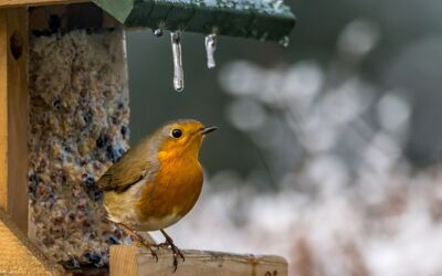Rotkehlchen Vorgelhaus