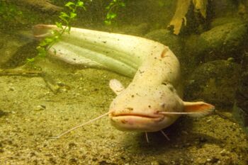 Albino Wels im Müritzeum
