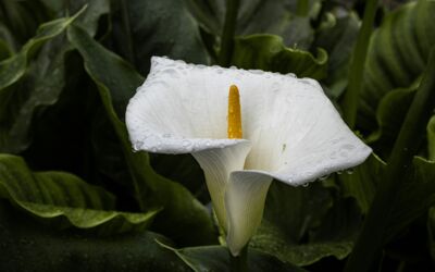 Exotische Blumen als Souvenir bestellen – wie geht es?