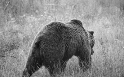 toter Bärenwald Müritz