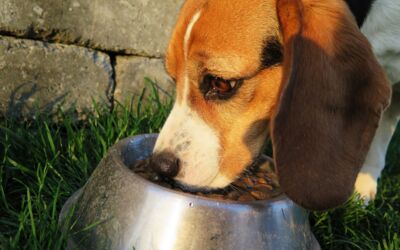 Das richtige Hundefutter finden