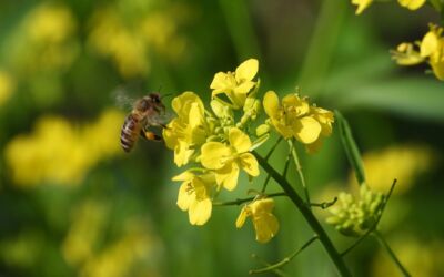 Rapsbienenhonig