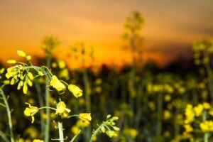 Sonnenaufgang über mecklenburgische Rapsfelder