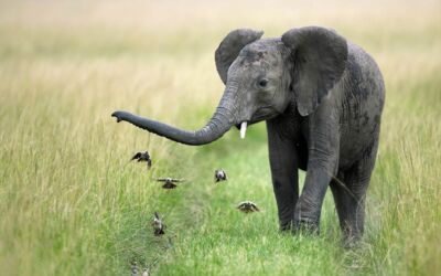 Freikarten Norddeutschen Naturfototage