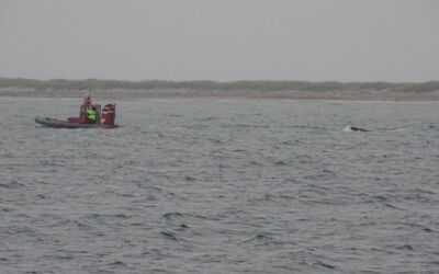 Rest eines Torpedos durch Zollkreuzer "Hiddensee" in Nothafen Darsser Ort verbracht