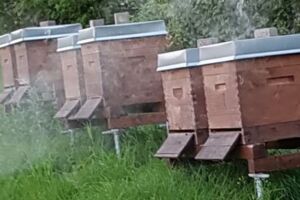 Bienenkästen gestohlen