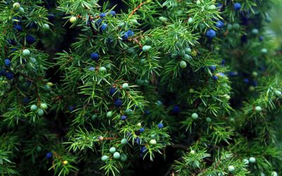 Landschaftspflegehof Müritzhof