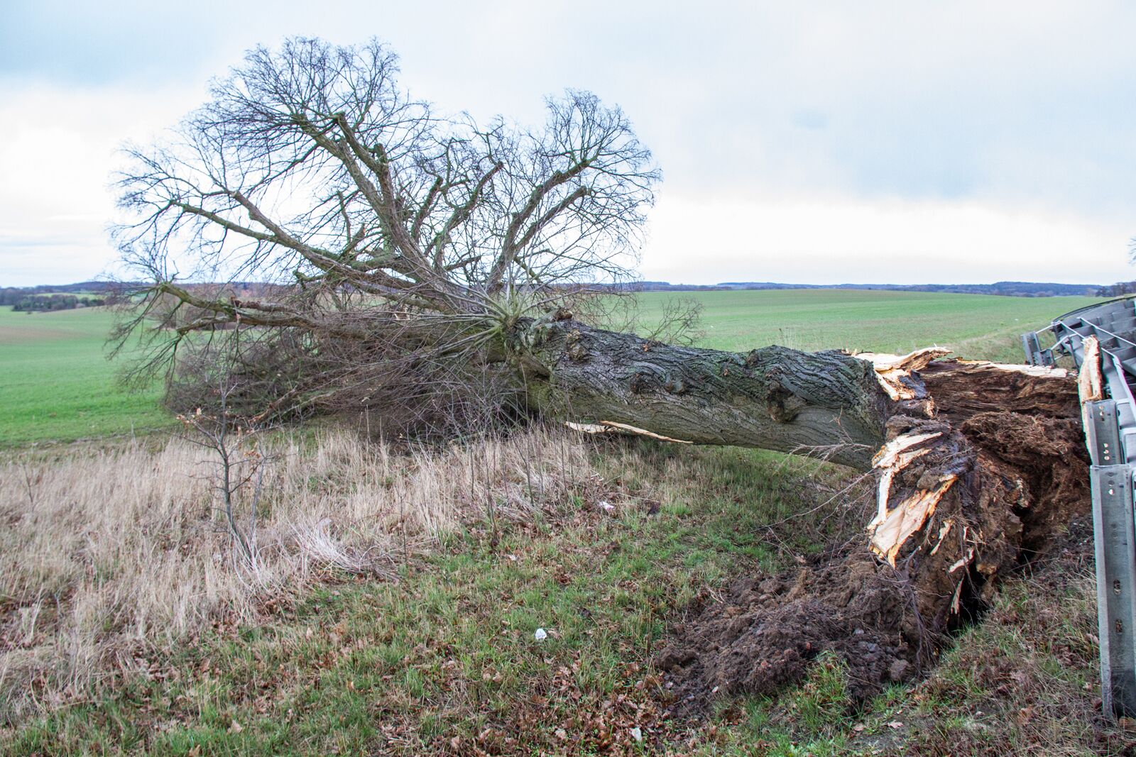 Baum B192 entwurzelt