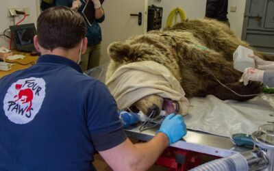 Wildtierarzt Marc Gölkel Berlin