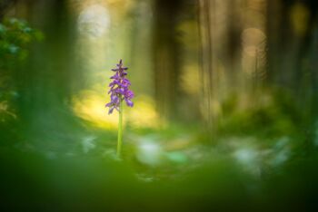 Naturfotos Karsten Mosebach/Glanzlichter 2022