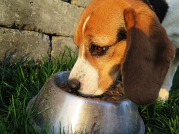 Das richtige Hundefutter finden