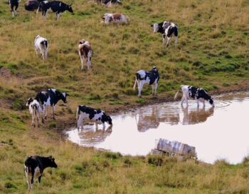 Versorgung der Tierbestände in MV gefährdet