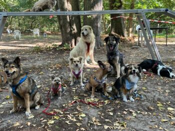 Hundeverein Waren (Müritz)