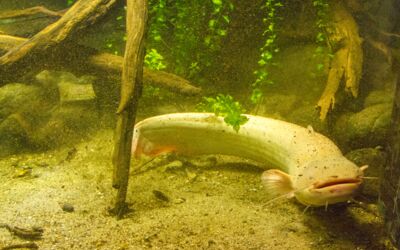 Albino Wels im Müritzeum