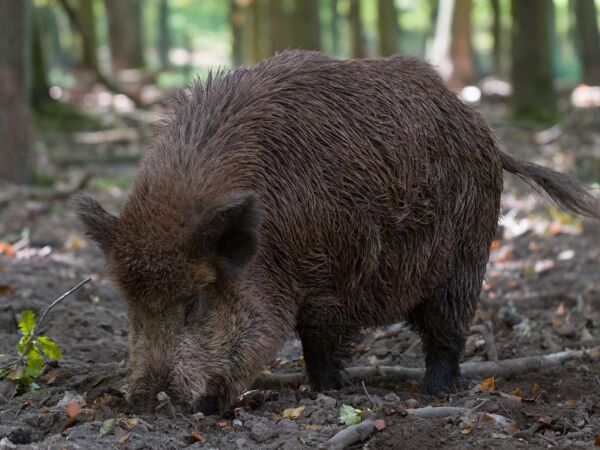 Tierische Nacht im Polizeirevier Sternberg