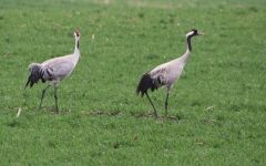 Kraniche Mecklenburgische Seenplatte