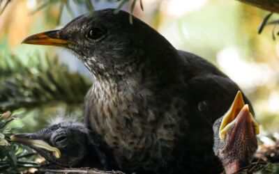 Brut- und Setzzeit respektieren – Osterhasen, Rehkitze und Bodenbrüter schützen