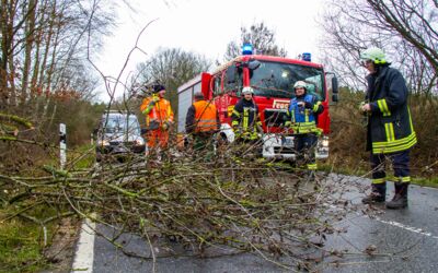 Bäume in Röbel/Müritz entwurzelt