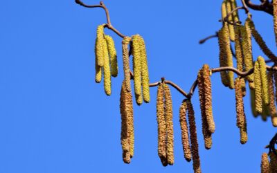Allergien Behandlung und Symtome