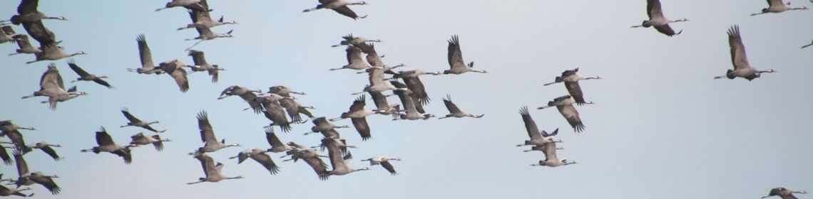 Urlaub Mecklenburgische Seenplatte