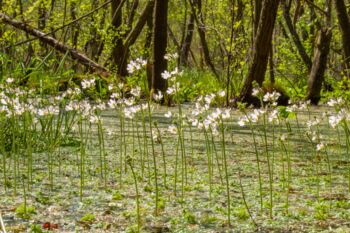 Müritz-Nationalpark Moor