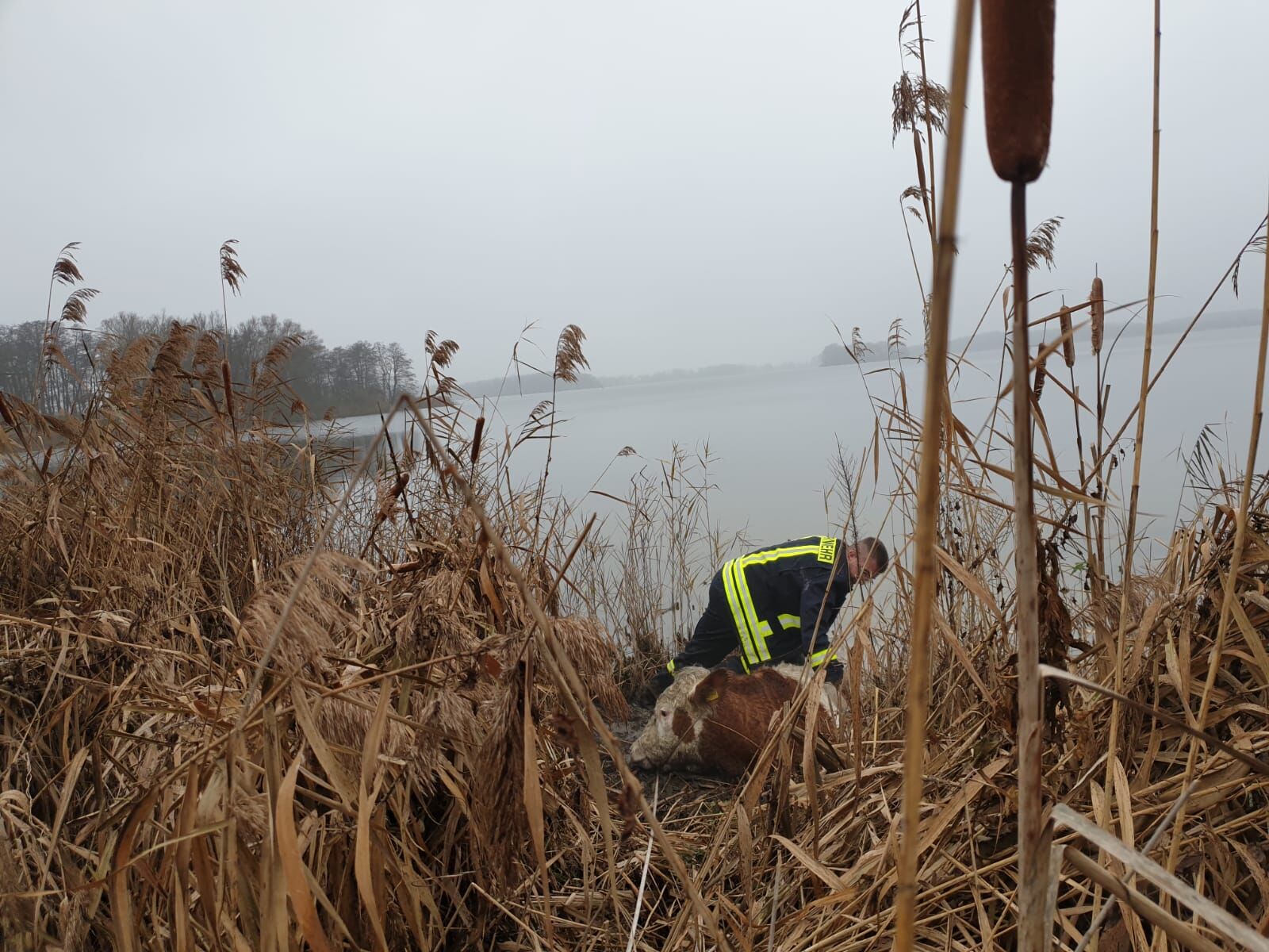 Kuh "Hanna" steckt in der Müritz fest