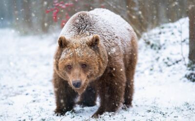 Winter im BÄRENWALD Müritz