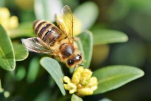 Bienenfreundliche Gemeinde