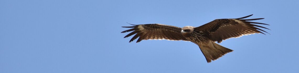 Veranstaltungen MüritzNationalpark