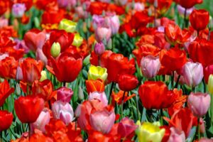 Röbel soll noch BUNTER werden!