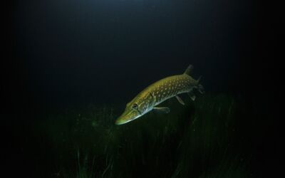 Hechte in der Ostsee