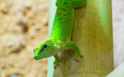 Gekkonidae