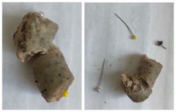 Hund gestorben Neubrandenburg