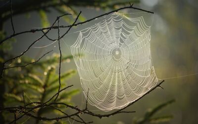 Spinnen Mecklenburg-Vorpommern
