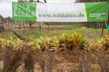 Klimawald „Fleesensee“ WEMAG-Baumpflanzaktion