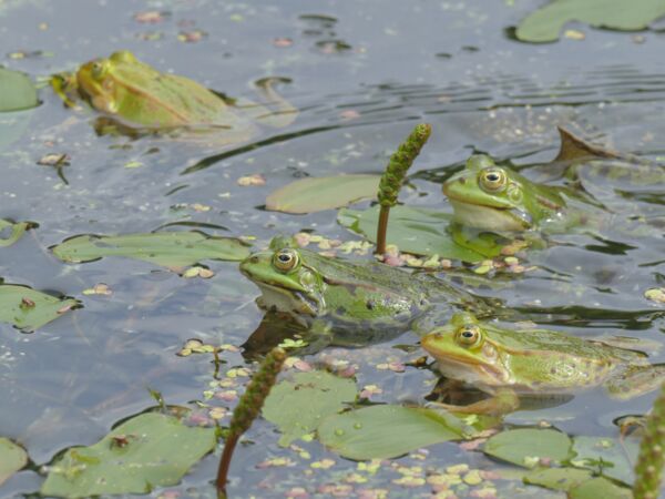 Veranstaltung Mittwochs im Müritzeum