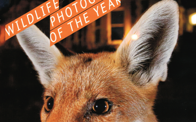 Wildlife Fotografie