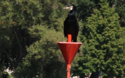 Kormoranen darf nicht bejagd werden