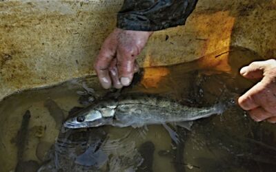 Zander-Aquakultur in Hohen Wangelin