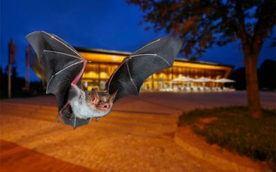Veranstaltung Nachts im Müritzeum