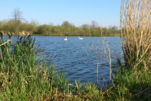 Krautung der Ostpeene