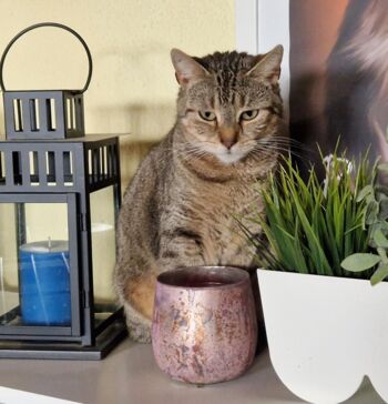 Tierheim Müritz Mecklenburg